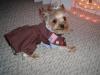 YorkieTalk Halloween 2005 Contest Submissions! Enter here!-brownie.jpg