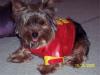 YorkieTalk Halloween 2005 Contest Submissions! Enter here!-kirbyfire.jpg