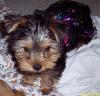 YorkieTalk Halloween 2005 Contest Submissions! Enter here!-zoebaby.jpg