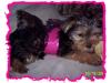 YorkieTalk Halloween 2005 Contest Submissions! Enter here!-zoe.jpg