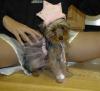 YorkieTalk Halloween 2005 Contest Submissions! Enter here!-halloween-costume-10-25-05-006-yt-1.jpg