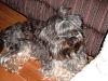 Annie is home-bucky-1.jpg