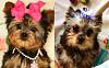 Horrible Breeder-yorkie_z.jpg