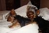 Those with 2+ Furkids...I need your input!!!!-bernie-baxter-bed.jpg