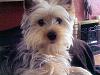 Any pics of a blue born yorkie?-photo-0147.jpg