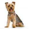 Newbie at-home groomer :P-yorkshire_terrier_250x251.jpg