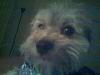 Can anyone help save this Yorkie??? times running out-01020801031201160220080717f1f168360579e29f8f0036a3.jpg
