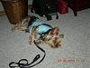Yorkie or Silky Terrier?-preston1.jpg