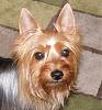 Yorkie or Silky Terrier?-heaven1.jpg
