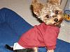 Requesting Puppy Cut Pics!-dsc04355-vi.jpg