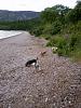 Anyone know how to get a TICK head out of a Yorkie ? ..PICS FROM LOCH NESS !-new-041.jpg