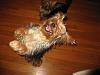 Yorkie Dance Class!-img_2624.jpg