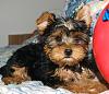Happy  Birthday Bentley!-johns_puppy_02-1-.jpg