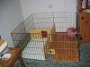 How to make a puppy pen ........-img_1600-750-x-562-.jpg