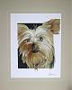 new 'nette yorkie portrait!-dsc02083.jpg