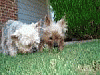 Our rescue died today..........-carlyabbyanni.gif