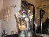 Went to a dog show-augroxie-009-600-x-450-.jpg