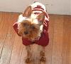 New!_calling all 7-8lb yorkies....-tuckeravatar.jpg