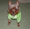 New!_calling all 7-8lb yorkies....-tuckersb4.jpg