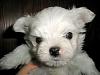 Naming My New Puppy-photo.jpg