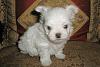 Naming My New Puppy-photo-1.jpg