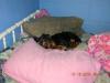 Is there a furbaby in your bed?-dscn0334.jpg