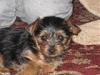 Hi - new member-paisley-pic.jpg