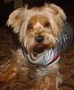 Large Yorkie-harley-feb2508-2.jpg