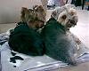 (Long)  Need advise from anyone w/more than 1 Yorkie-sammyandloki.jpg