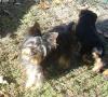 Need Advice on Getting a Yorkie-dsc00469.jpg