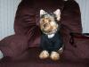 My Cancer! My Yorkies!-100_21283.jpg