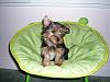 my yorkie's ear won't stand up-phmailimage.jpg