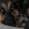 Does anyone have German Sheherds?-img_0278.jpg