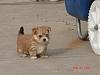 Mixed breed yorkies-dsc05256-vi.jpg