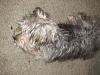 Mixed breed yorkies-4.jpg