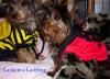 Simon & Hallie went trick or treating!-layla-ladybug-web.jpg