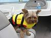 Boating with Puppy?-july21-26-005.jpg