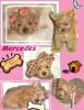 Platuumn Blonnd Yorkie-collage1-464-x-600-.jpg