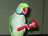 Parrot barks-tmpphp1lbuhz.jpg