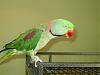 Parrot barks-tmpphpfikemb.jpg