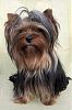 7lb Yorkie-high-res-kalina.jpg