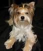 7lb Yorkie-hallie-11-months-628-x-739-.jpg