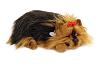Yorkie Perfect Petzzzz-yorkie.pp91.26bv6.jpg
