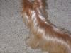 Gold Yorkie ?????????-10-26-1-600-x-450-.jpg
