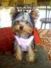 Anyone have a 5 or 6 months Yorkie??-5-months-resized.jpg