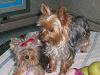 Please help if you can and don't criticize.....-how-cute-they.jpg