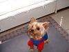 Were getting our yorkie!-wrigley-field-2.jpg