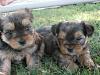 Bella's babies - 7 weeks old and leaving soon-yt6.jpg