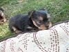 Bella's babies - 7 weeks old and leaving soon-yt7.jpg