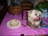 Do you throw your yorkies a birthday party?-100_0062-396-x-297-.jpg